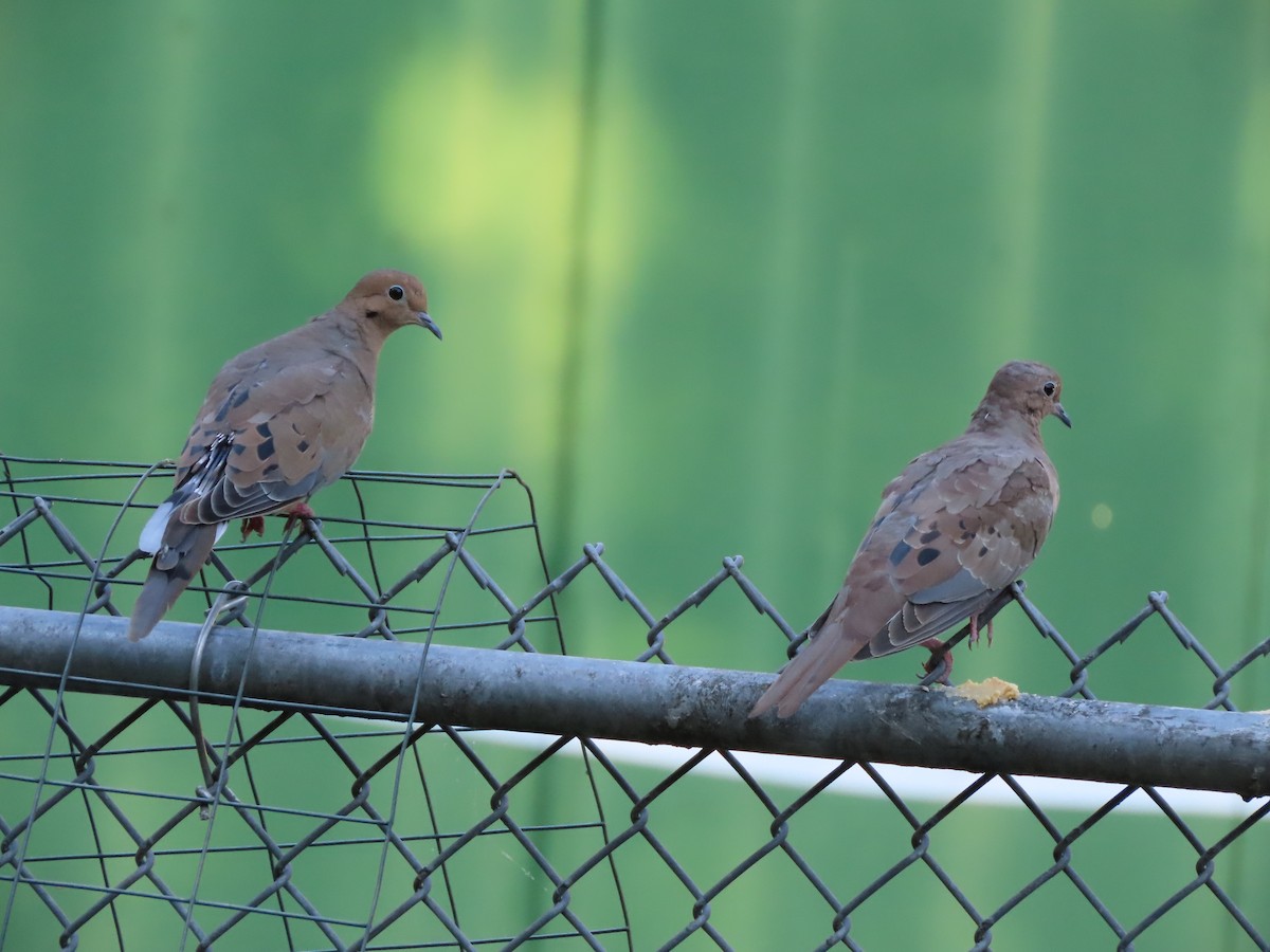 Mourning Dove - ML643570962