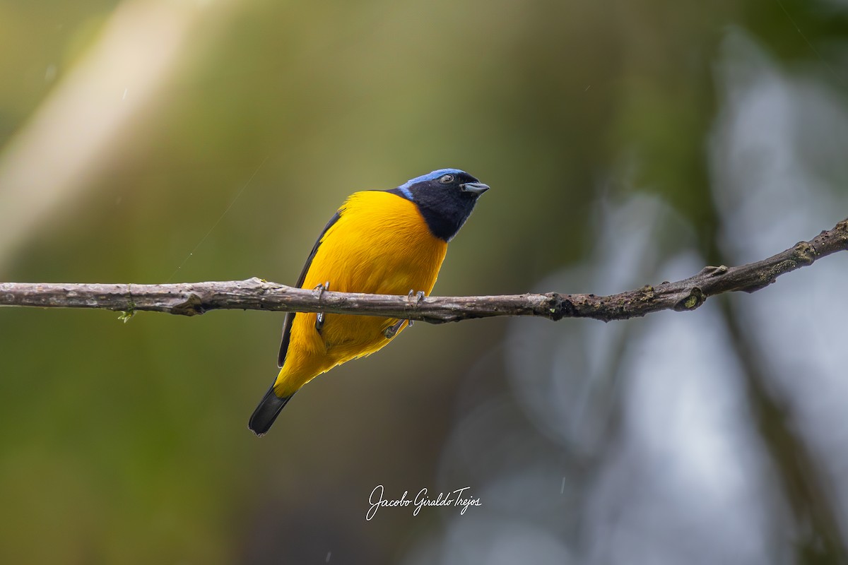 Golden-rumped Euphonia - ML643570969