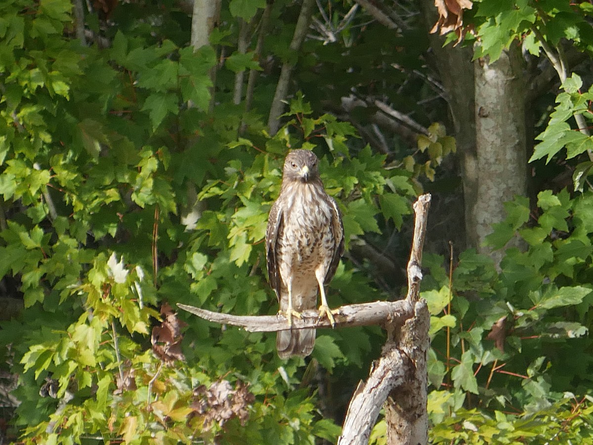 Red-shouldered Hawk - ML643570974