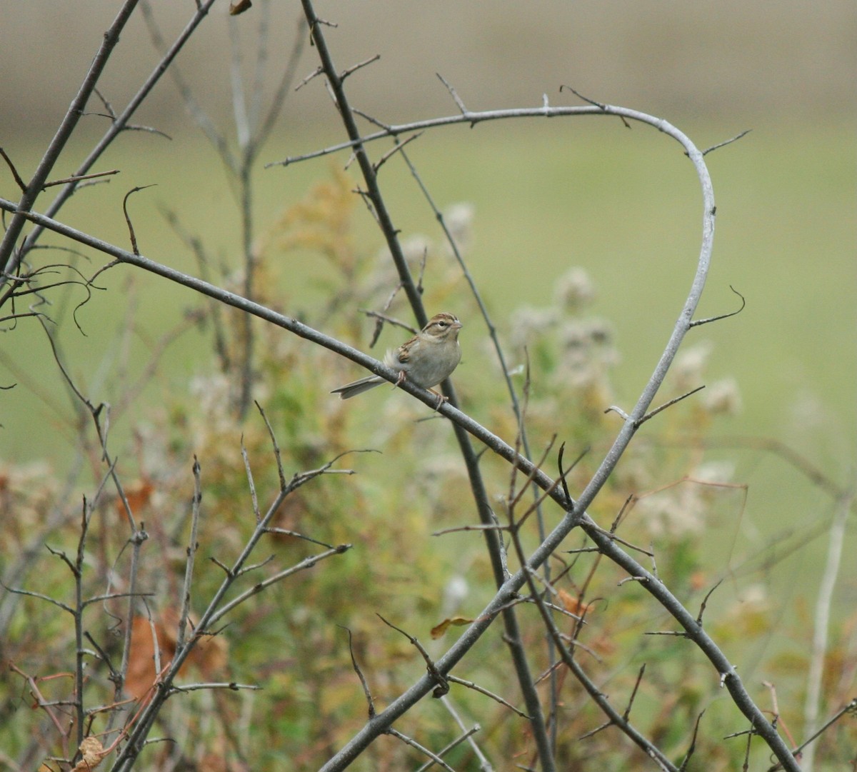 Chipping Sparrow - ML643570990