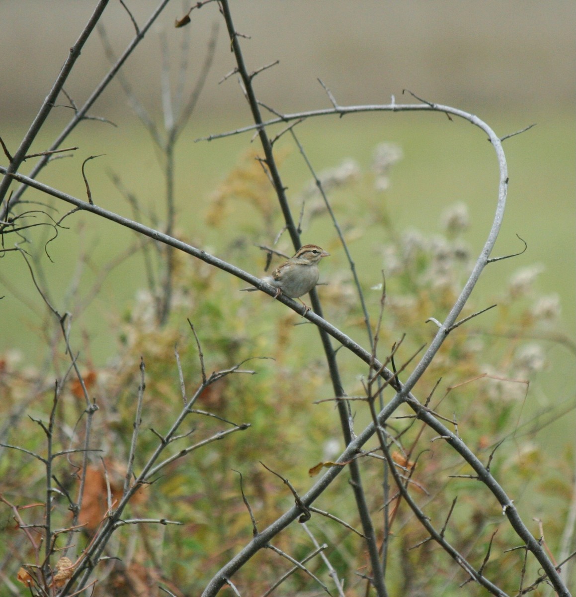Chipping Sparrow - ML643570991