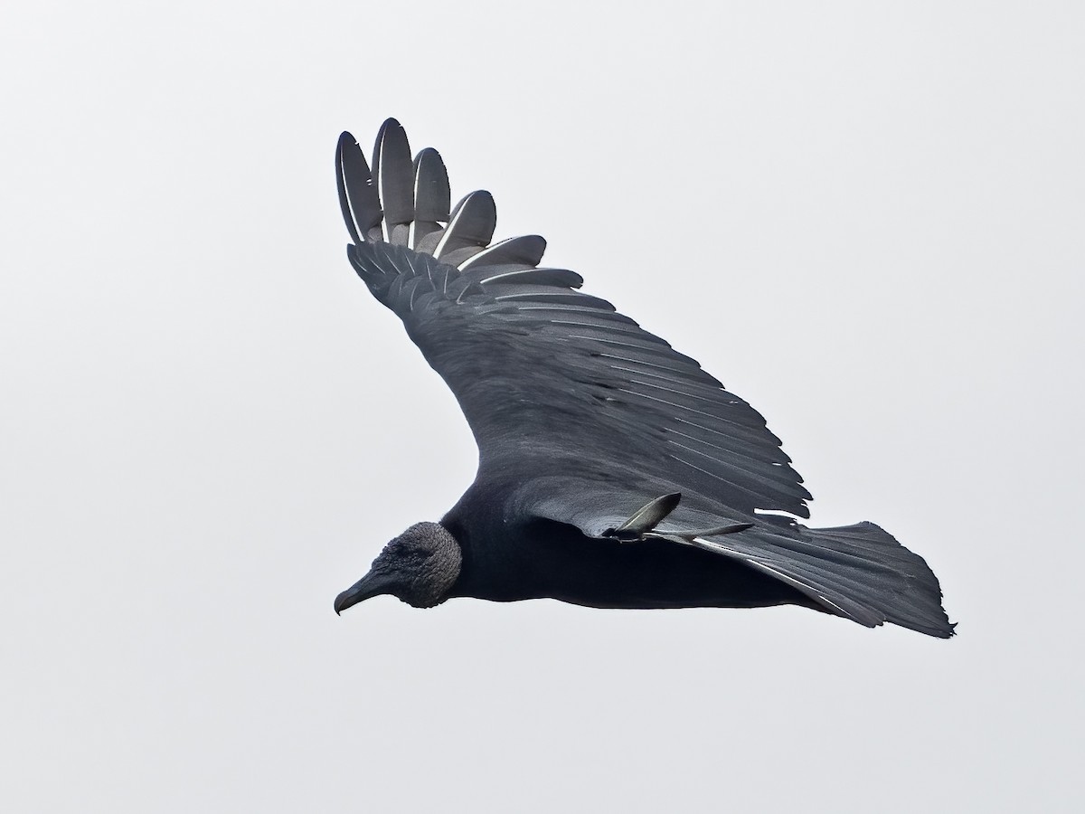 Black Vulture - ML643570997