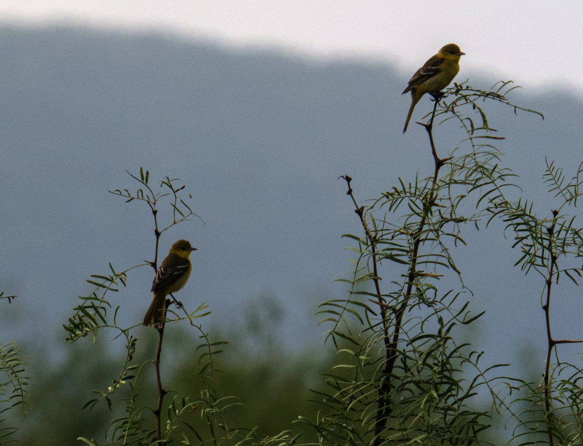 Orchard Oriole - ML643571014
