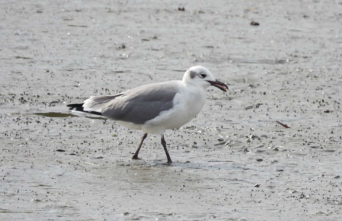 Laughing Gull - ML643571024