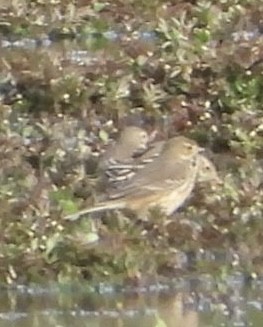 American Pipit - ML643571026