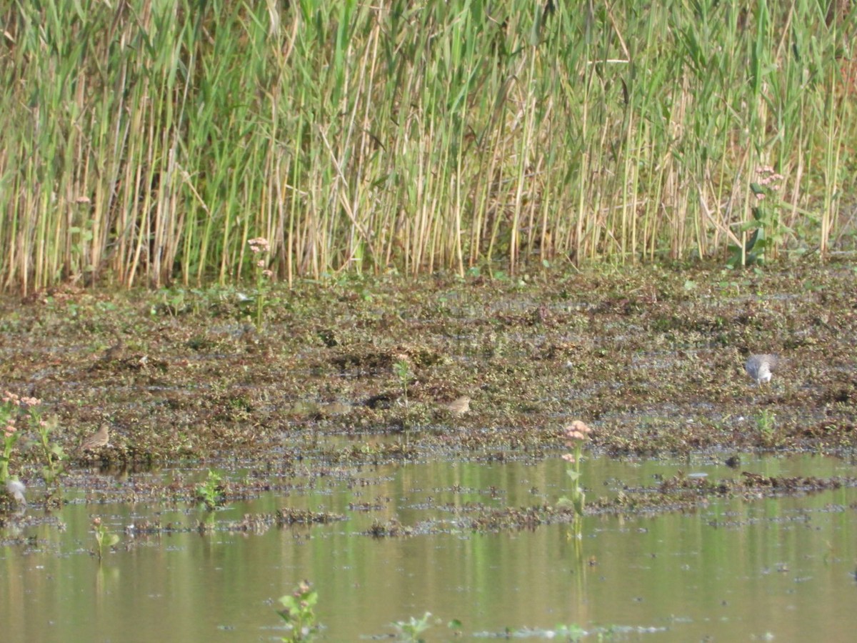 American Pipit - ML643571027