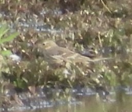 American Pipit - ML643571029