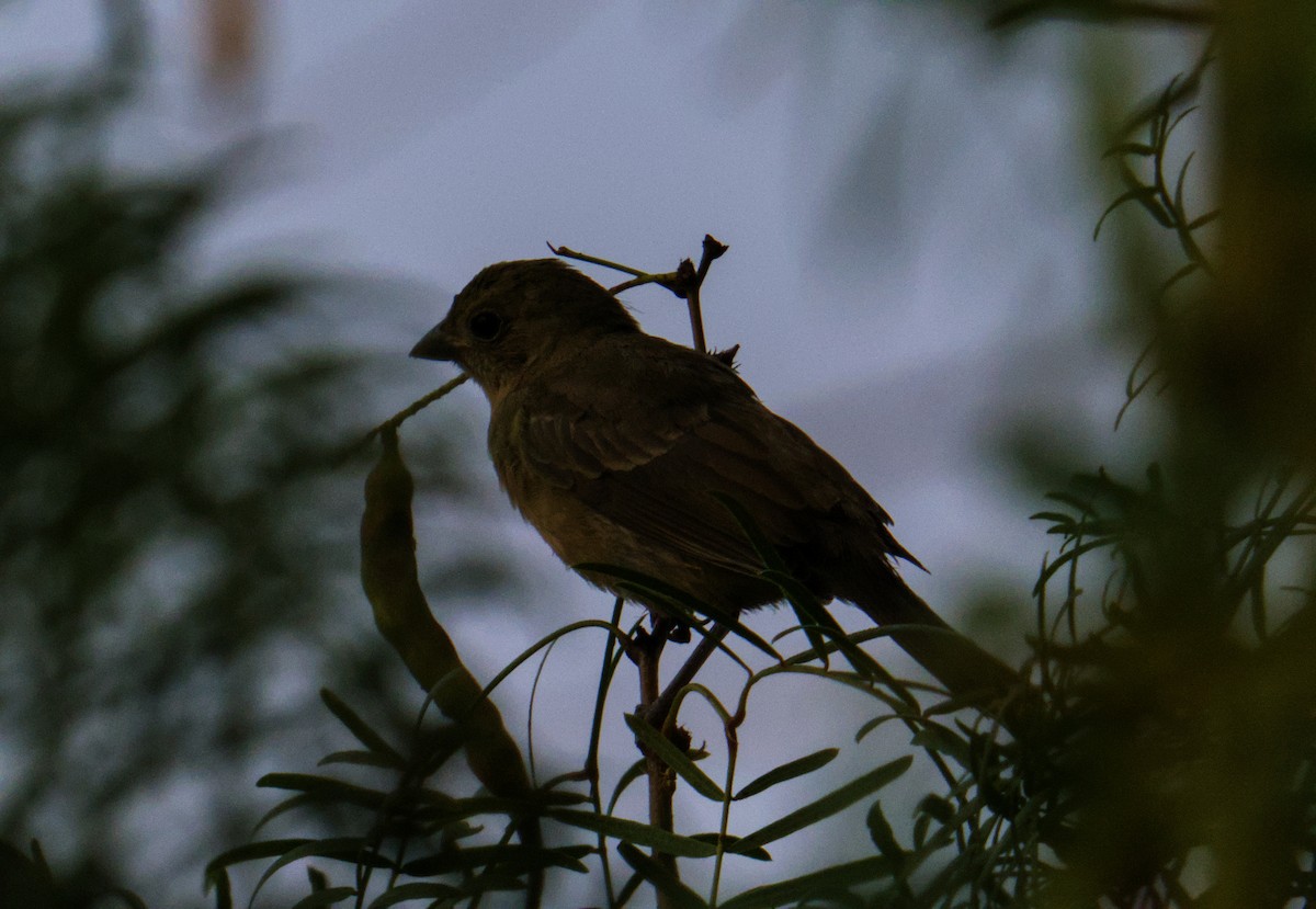 Painted Bunting - ML643571031