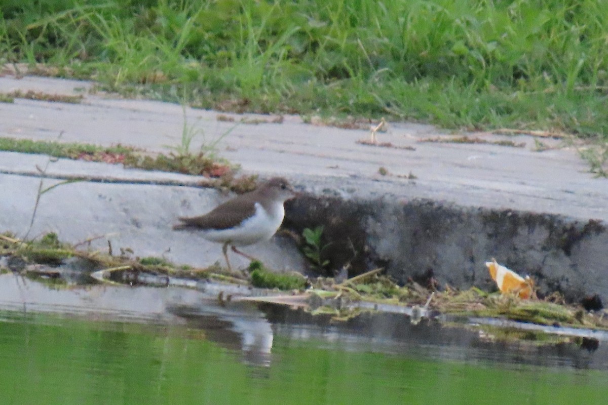 Drosseluferläufer - ML643571043