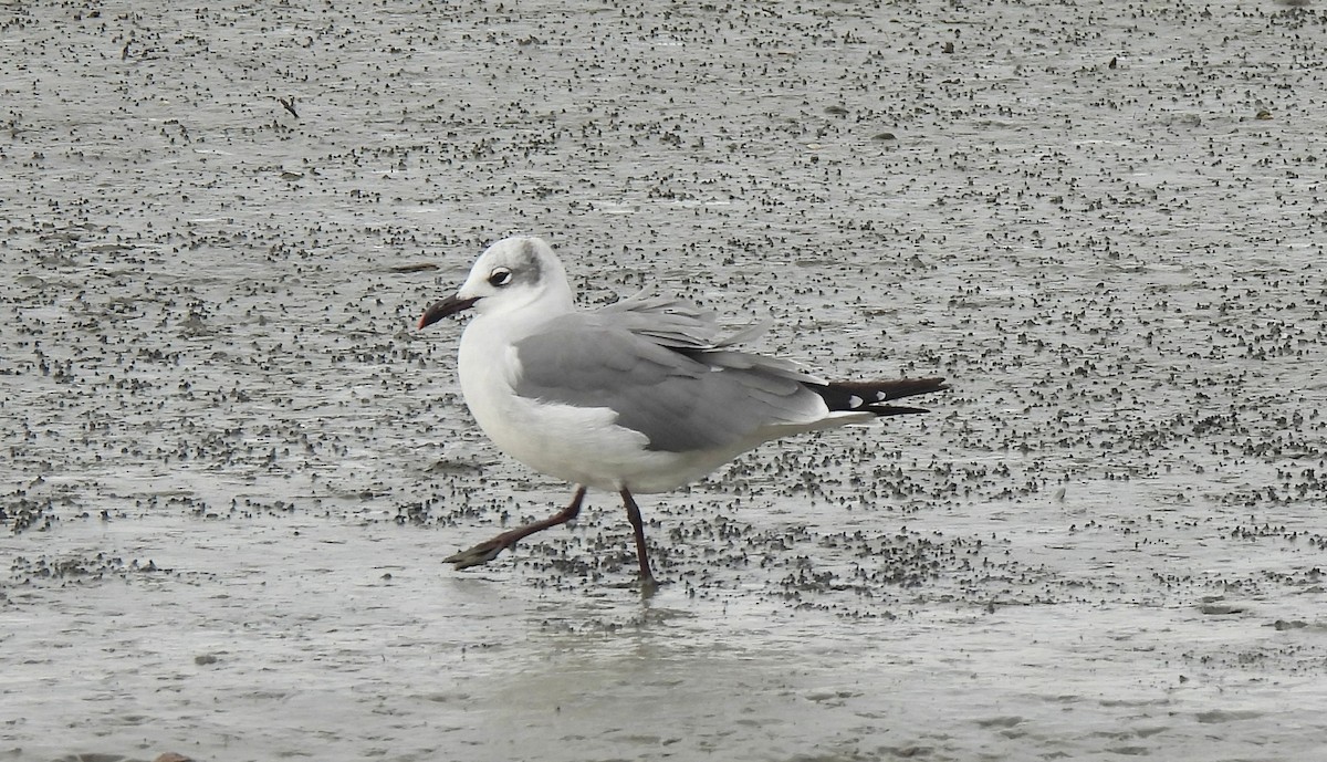 Laughing Gull - ML643571050