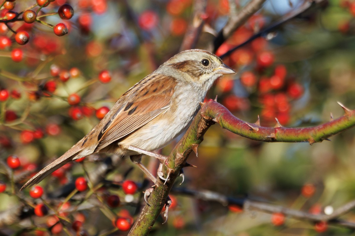 Swamp Sparrow - ML643571052