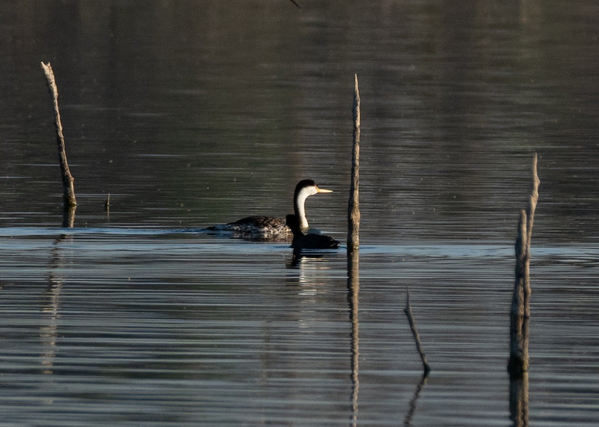 Clark's Grebe - ML643571063