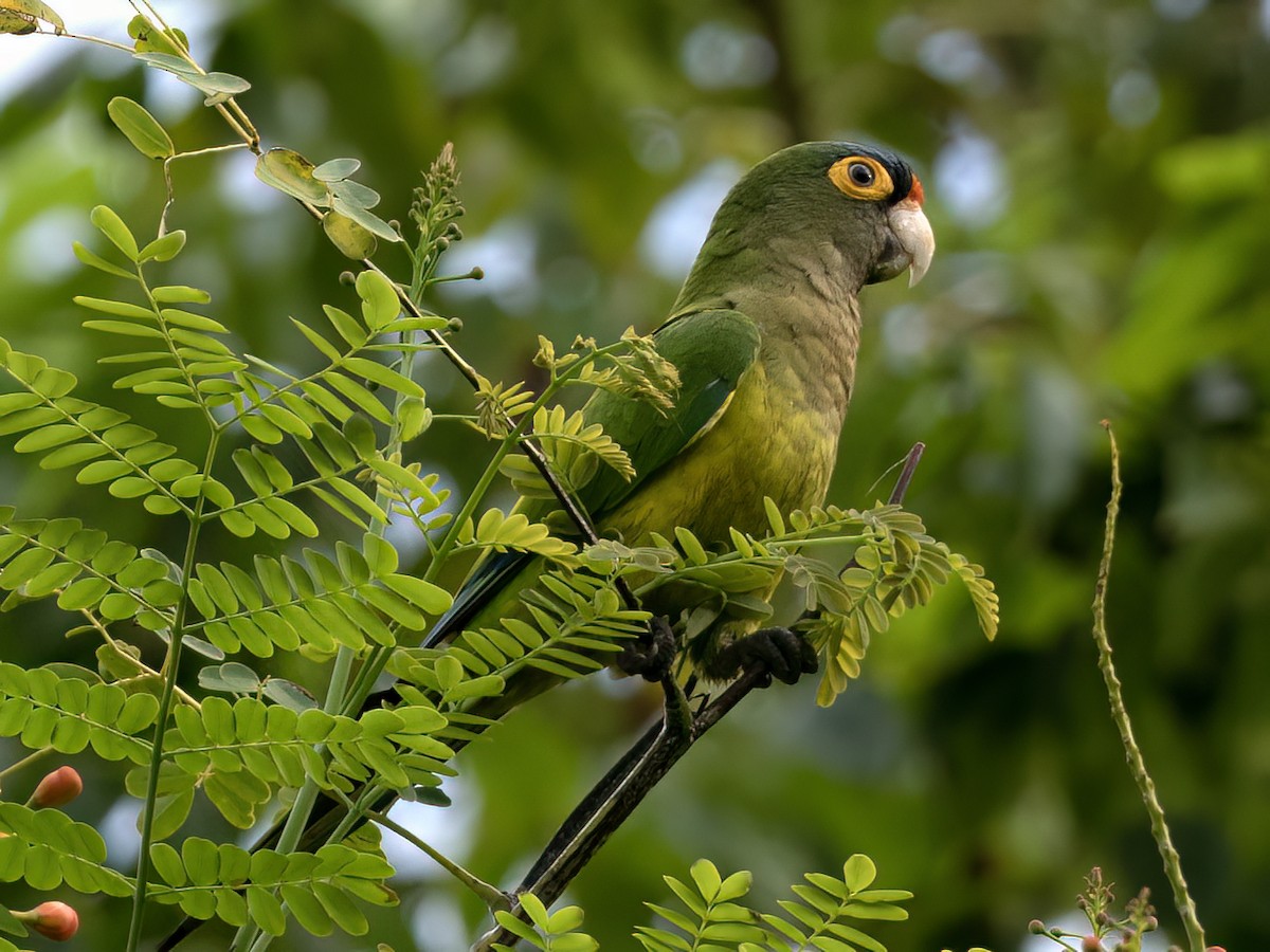 Aratinga Frentinaranja - ML643571064
