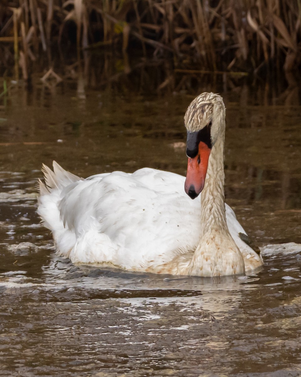 Mute Swan - ML643571065