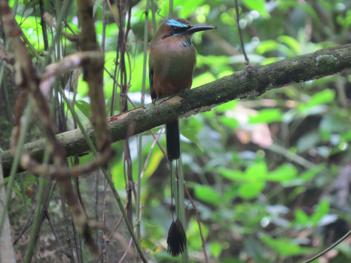 Turquoise-browed Motmot - ML643571067
