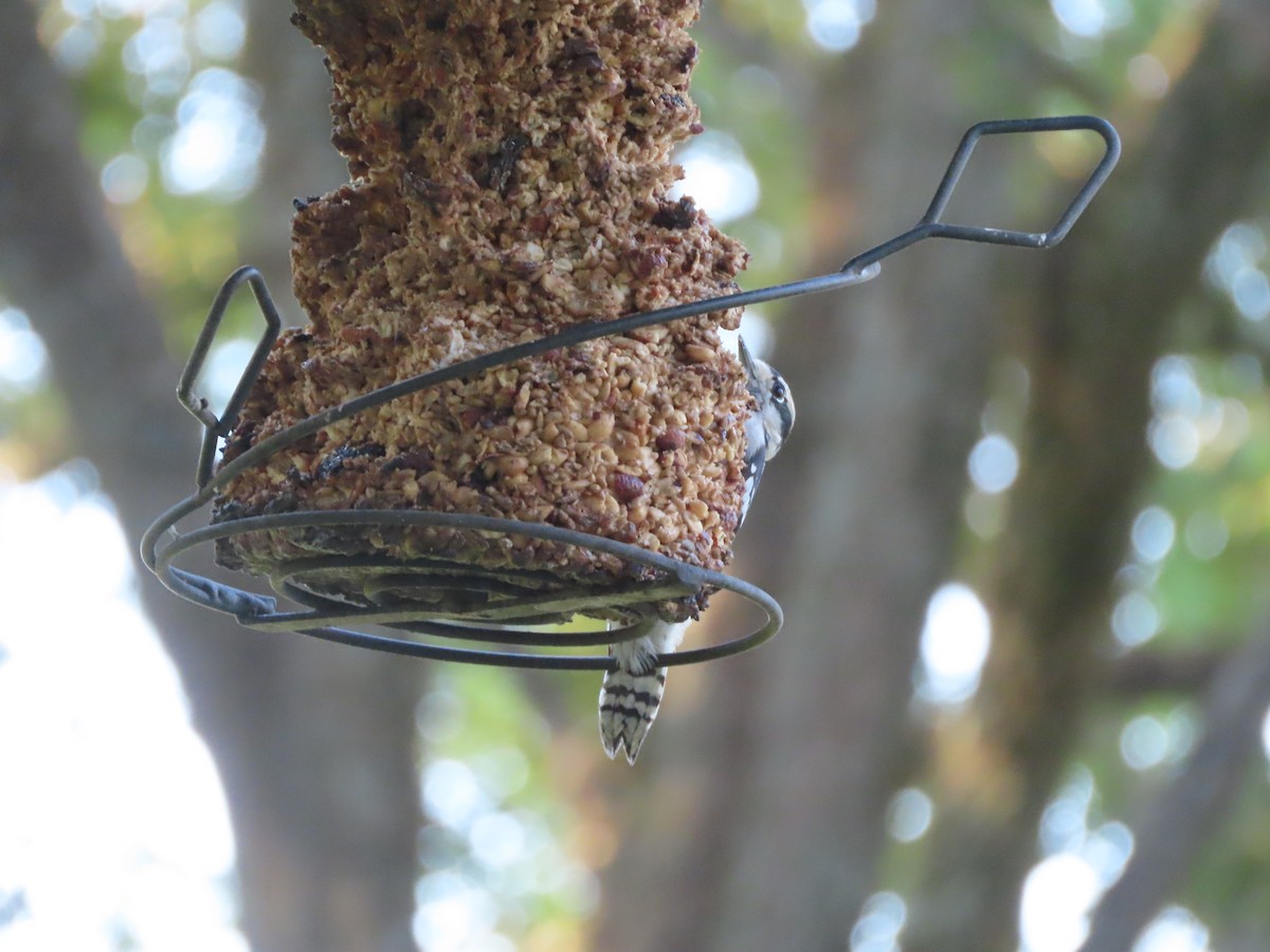Downy Woodpecker - ML643571070
