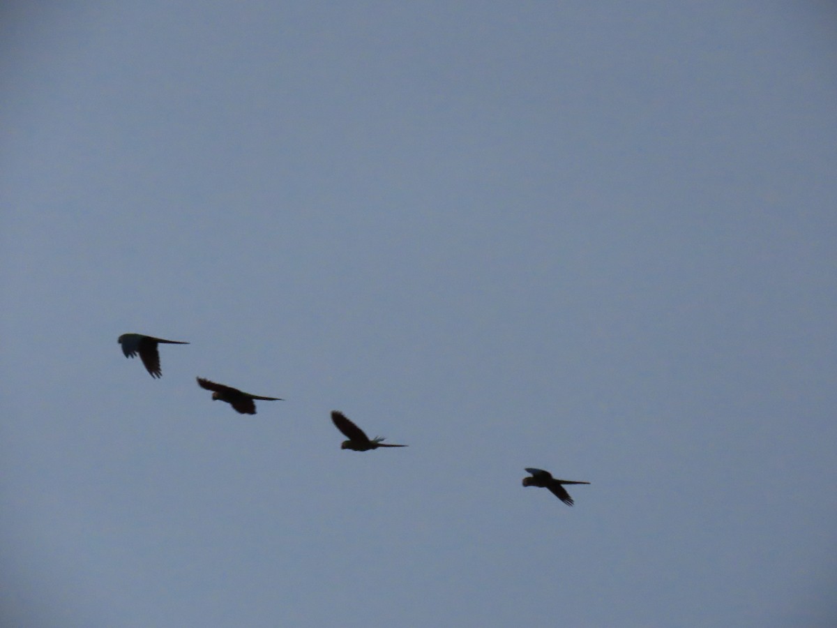 Chestnut-fronted Macaw - ML643571087