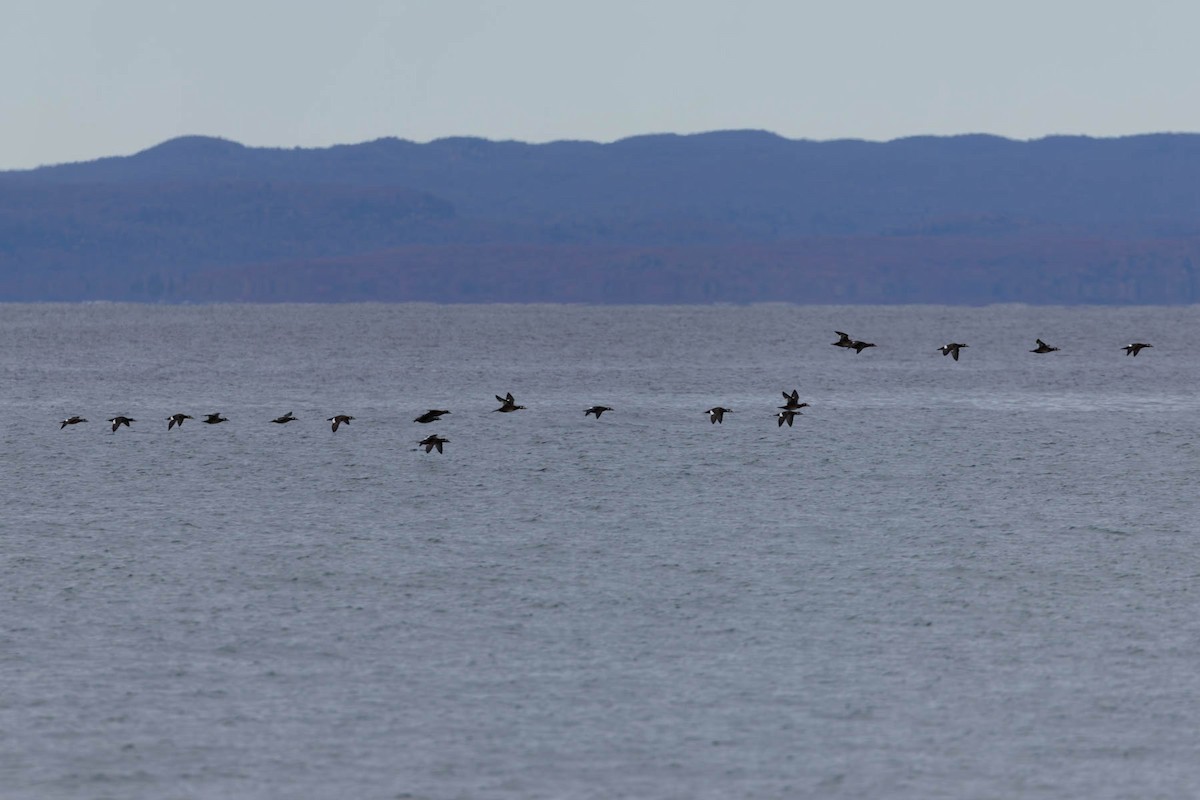 White-winged Scoter - ML643571092