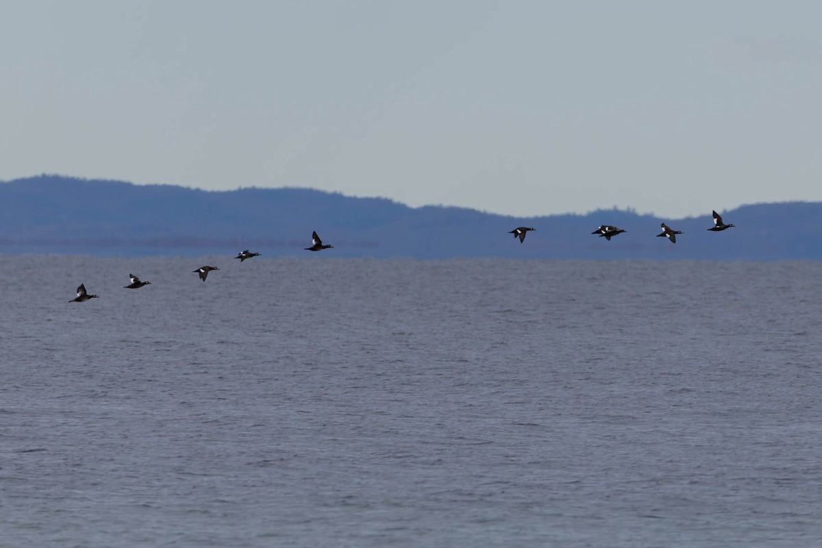White-winged Scoter - ML643571093