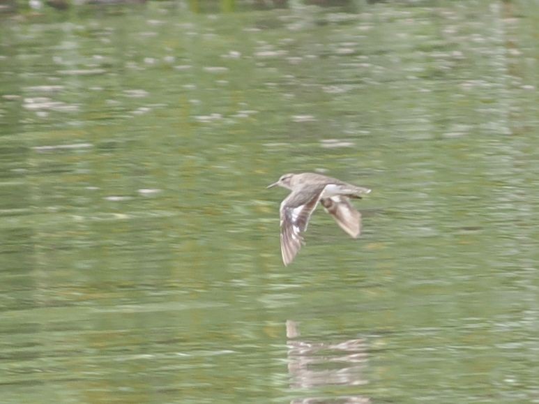 Drosseluferläufer - ML643571094