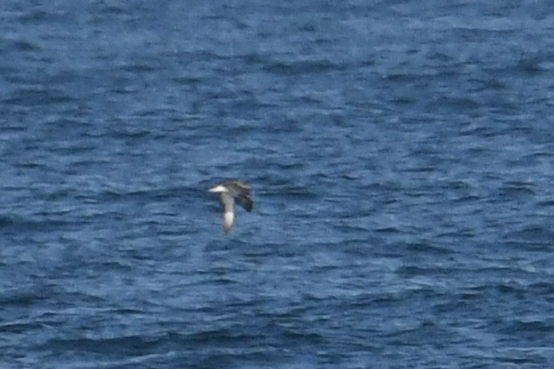 Cory's/Scopoli's Shearwater - ML643571102