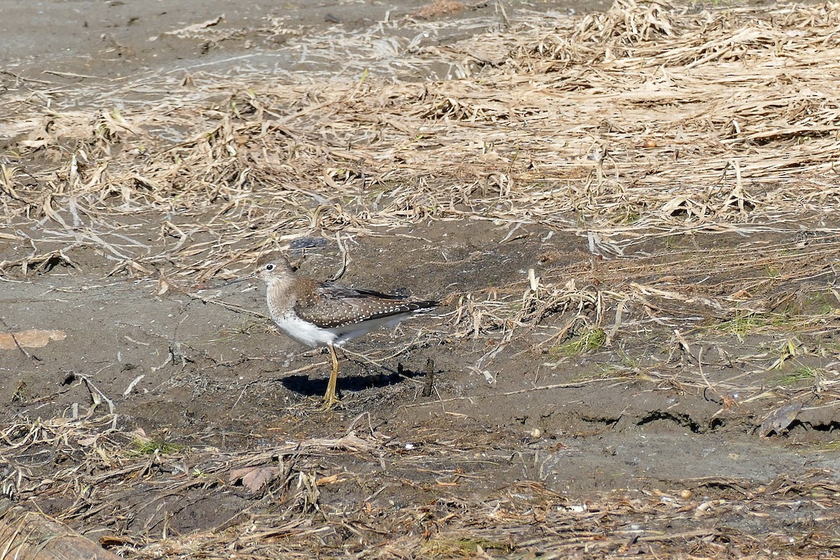 Solitary Sandpiper - ML643571106