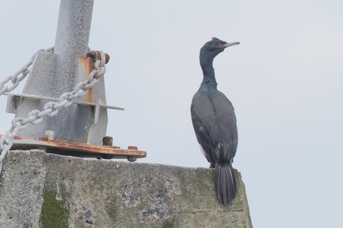 Pelagic Cormorant - Steve Kelling