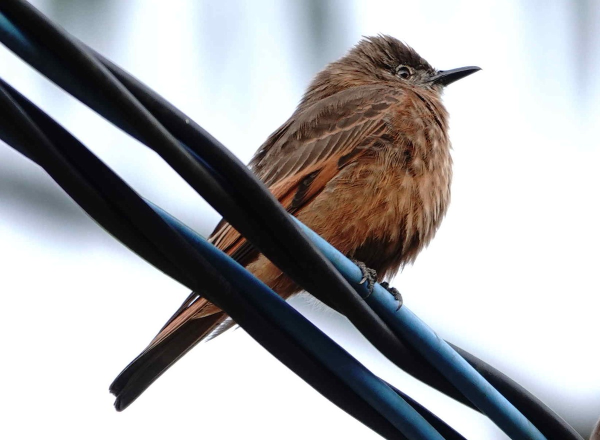 Cliff Flycatcher - ML643571126