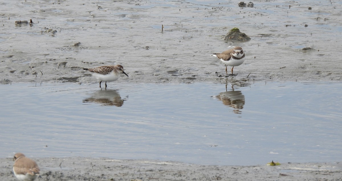 Semipalmated Plover - ML643571130