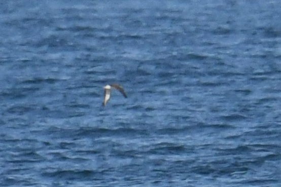 Cory's/Scopoli's Shearwater - ML643571132