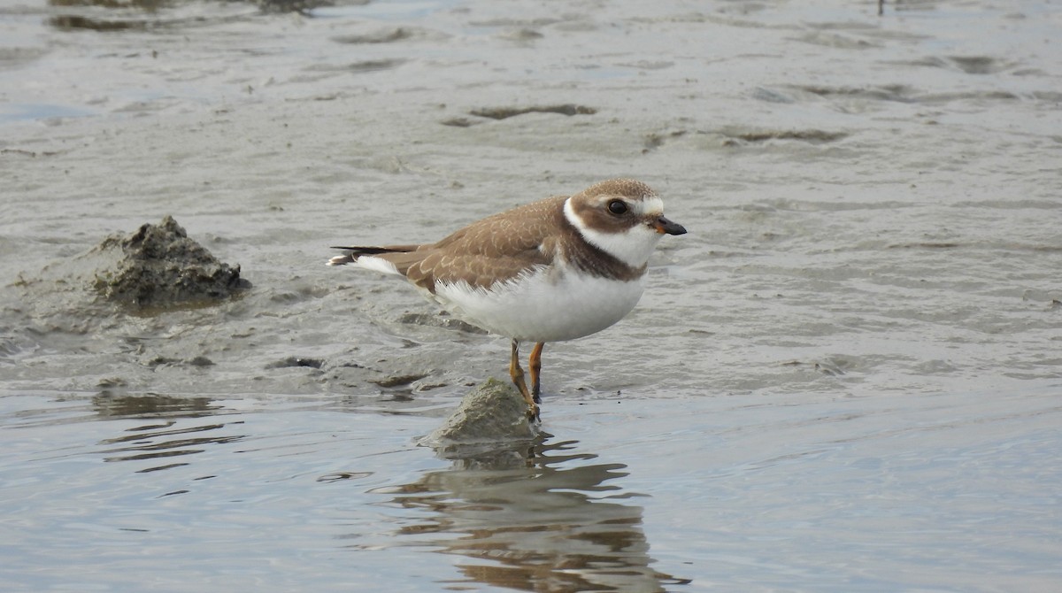 Semipalmated Plover - ML643571139