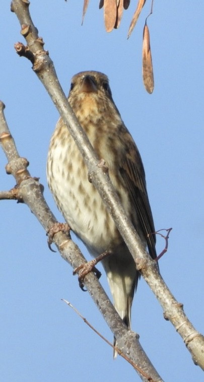 Purple Finch - ML643571140
