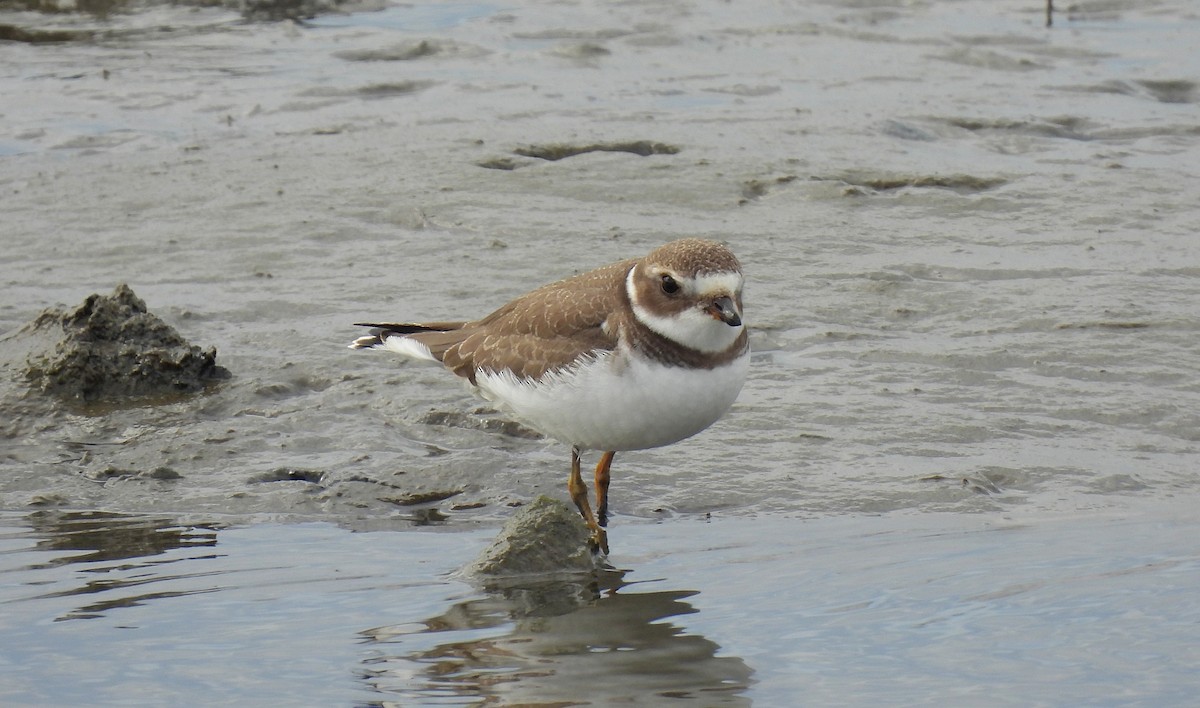 Semipalmated Plover - ML643571142