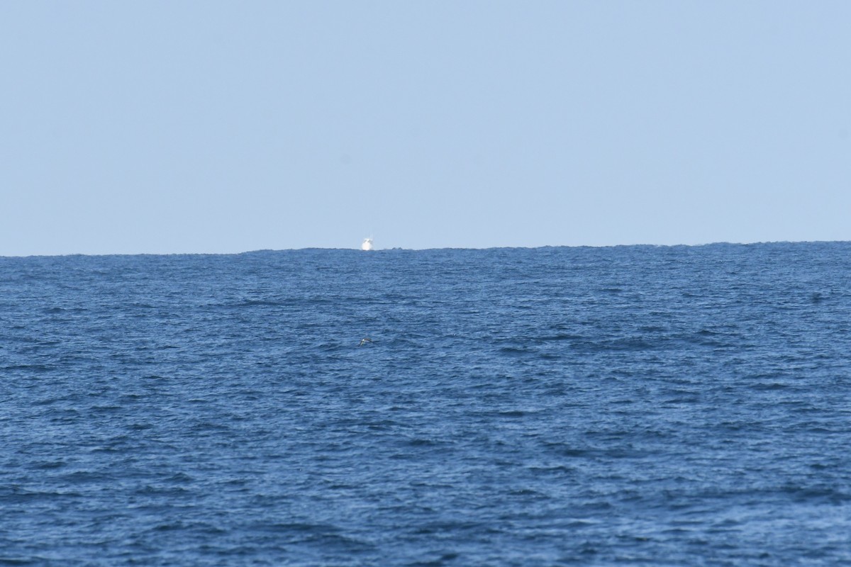 Cory's/Scopoli's Shearwater - ML643571170