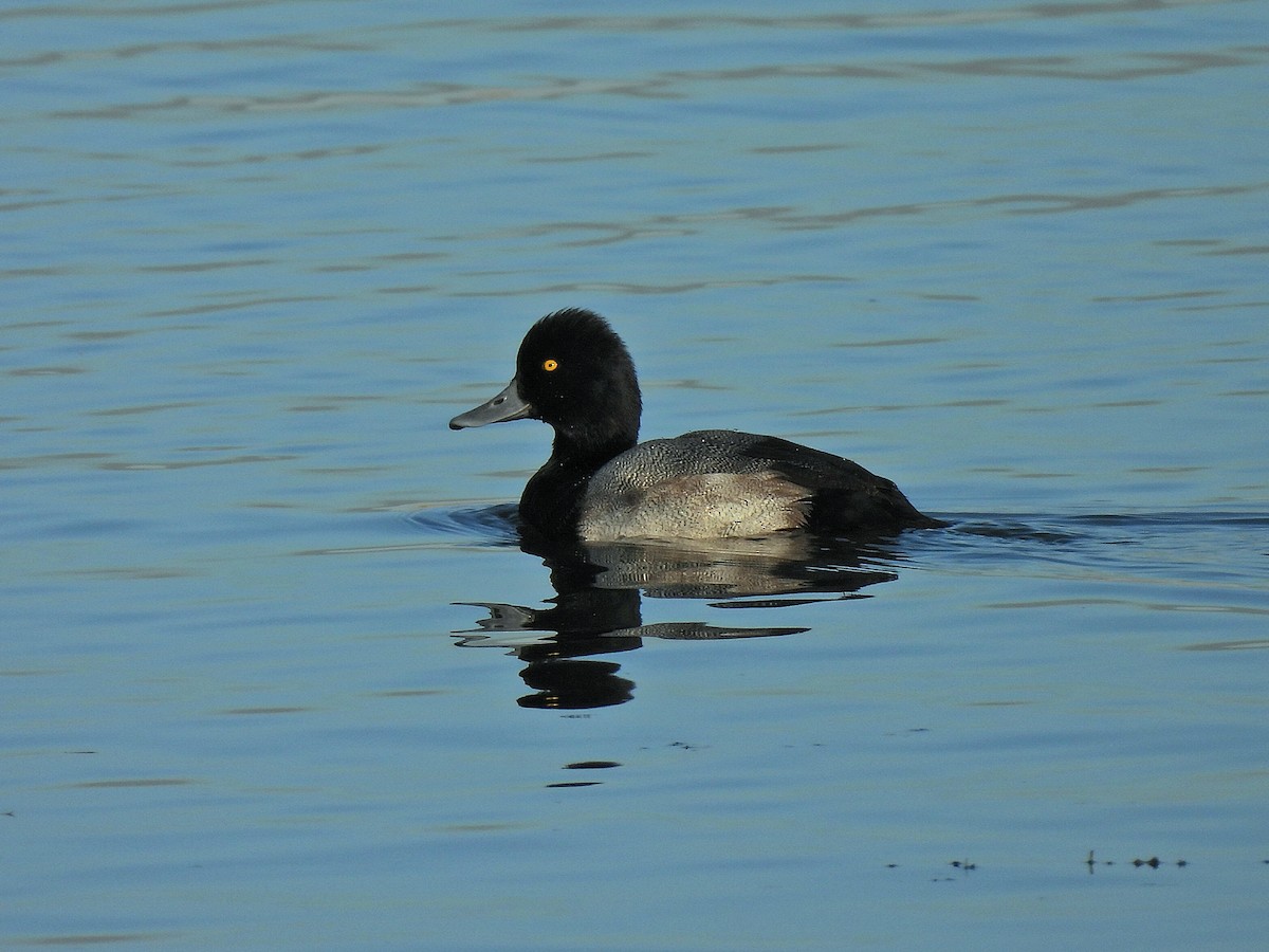 Lesser Scaup - ML643571171
