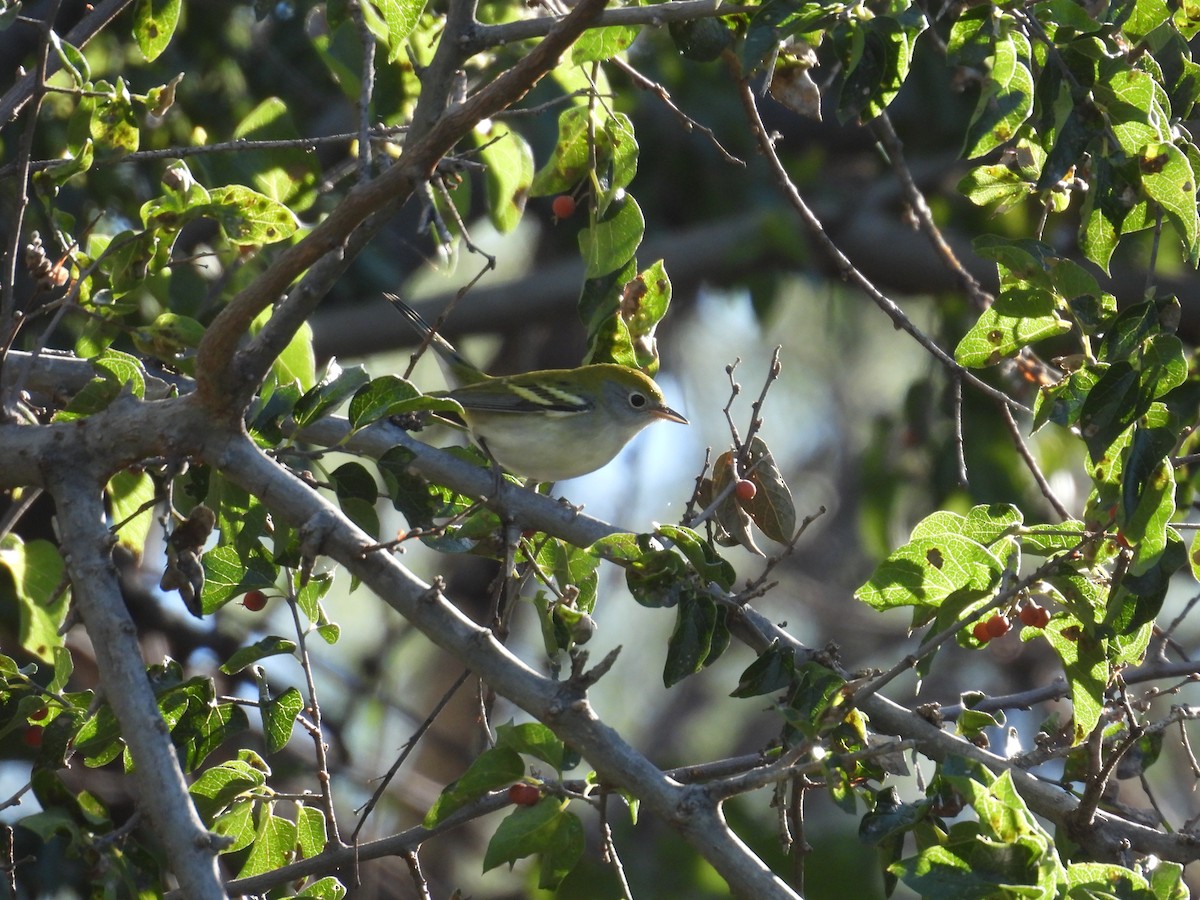 Chestnut-sided Warbler - ML643571174