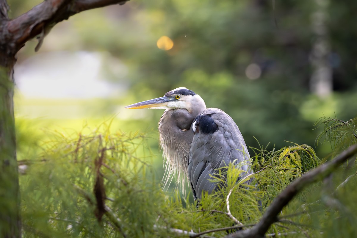 Great Blue Heron - ML643571176