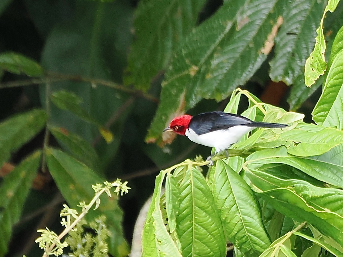 ノドグロコウカンチョウ（gularis） - ML643571178