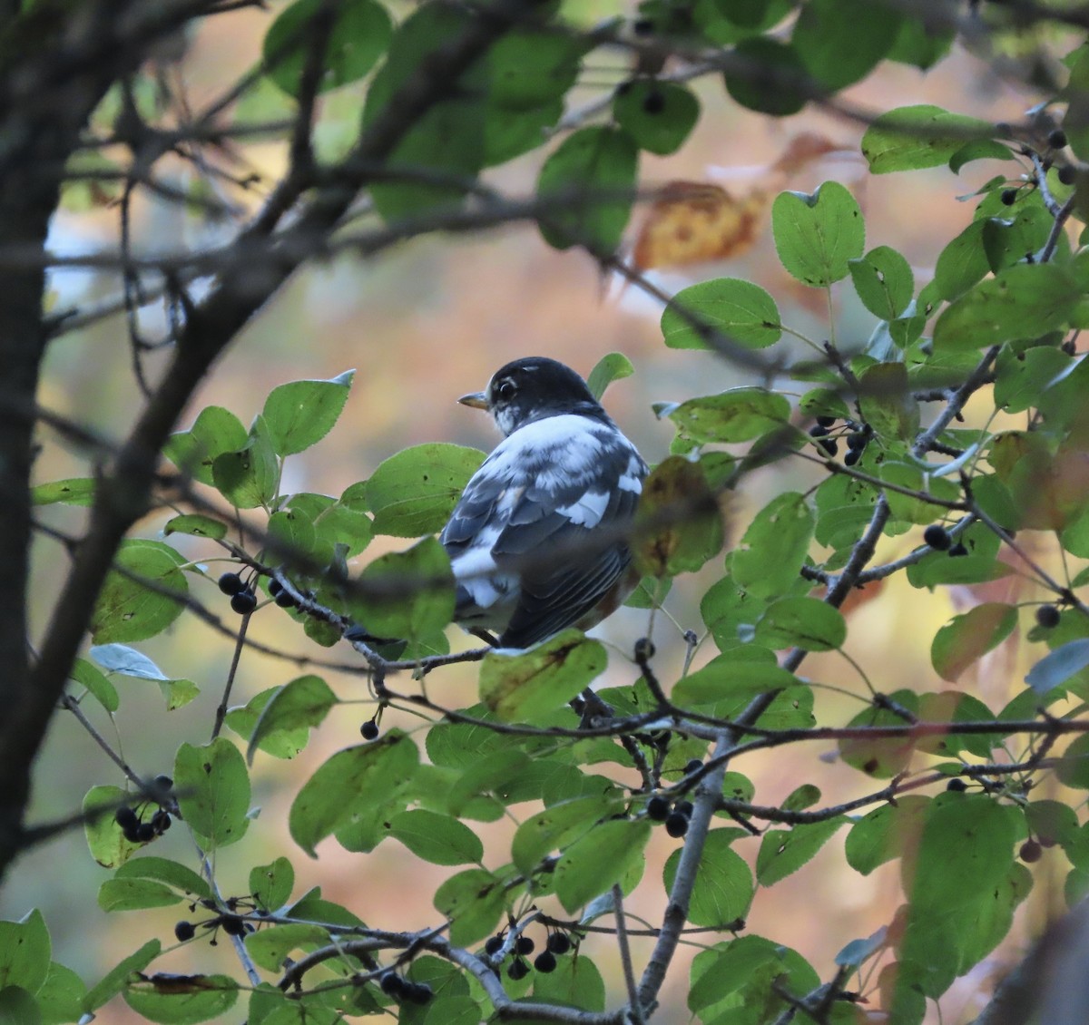 American Robin - ML643571181