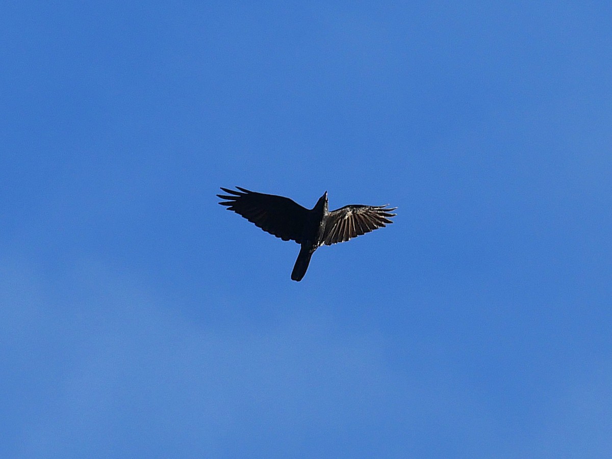 Fish Crow - ML643571183