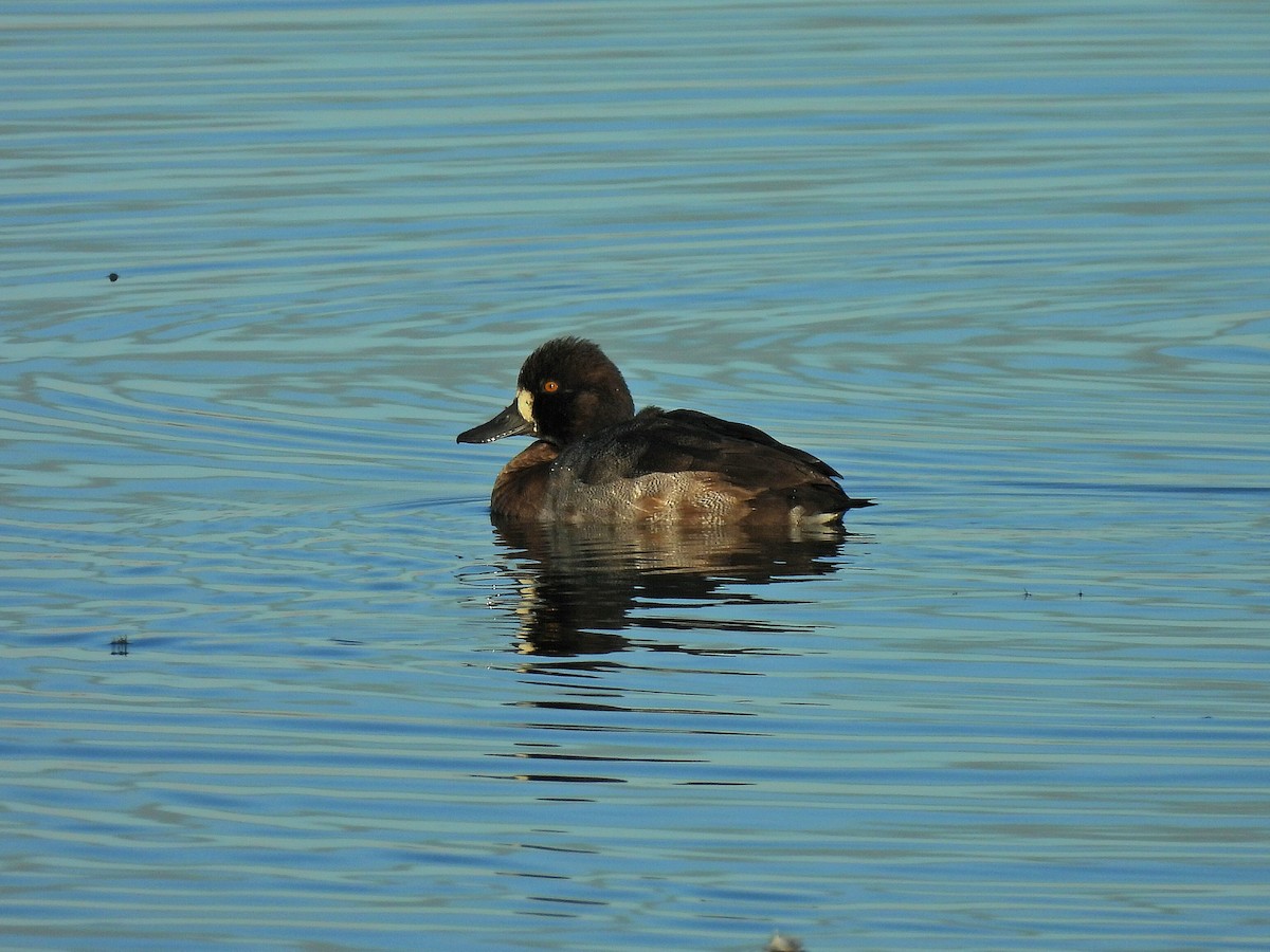 Lesser Scaup - ML643571186