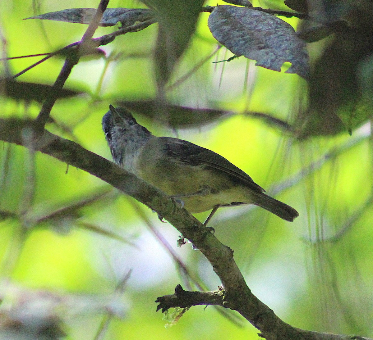 Olivgrau-Ameisenvogel - ML643571187