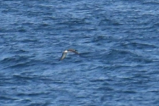 Cory's/Scopoli's Shearwater - ML643571188