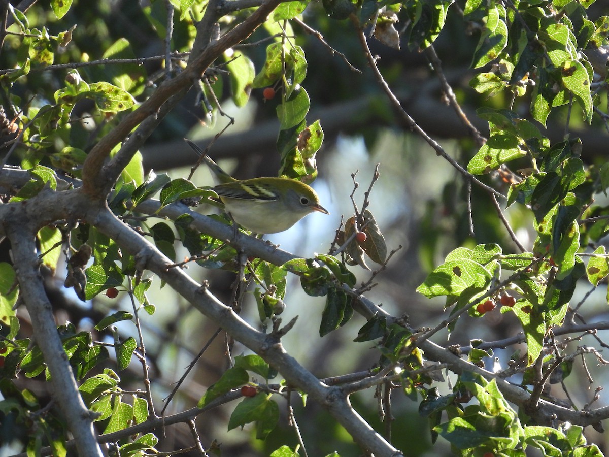 Chestnut-sided Warbler - ML643571189