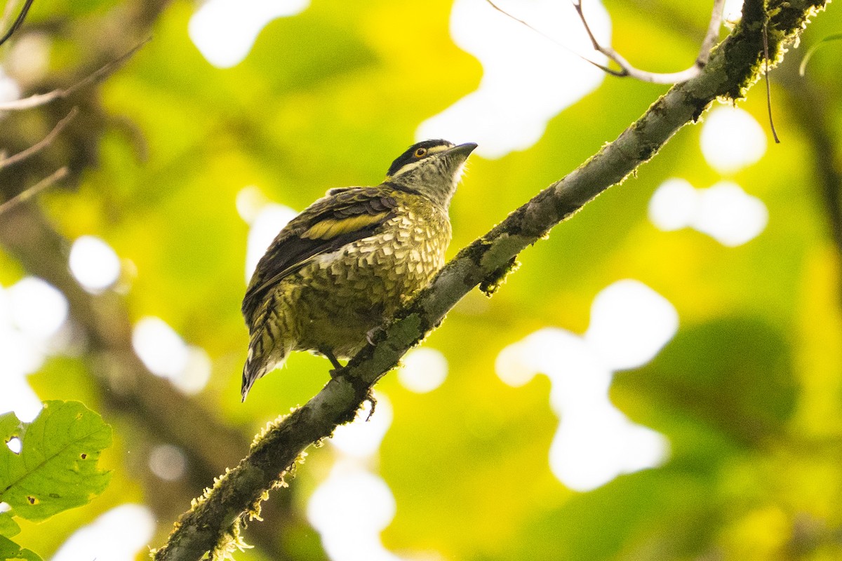 Scaled Fruiteater - ML643571190