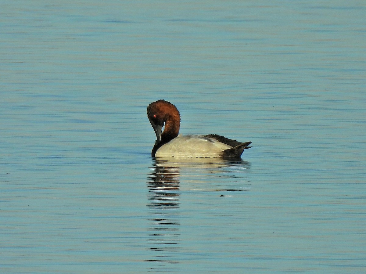 Canvasback - ML643571198