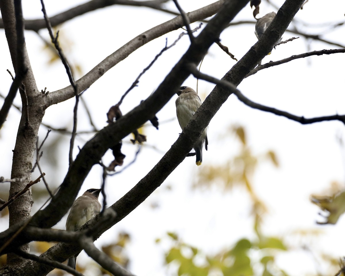 Cedar Waxwing - ML643571207