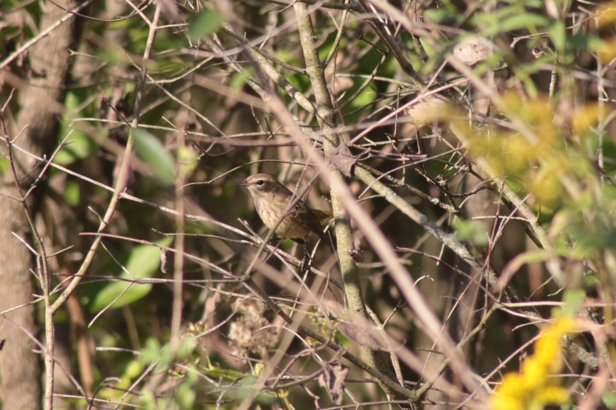 Palm Warbler - ML643571216