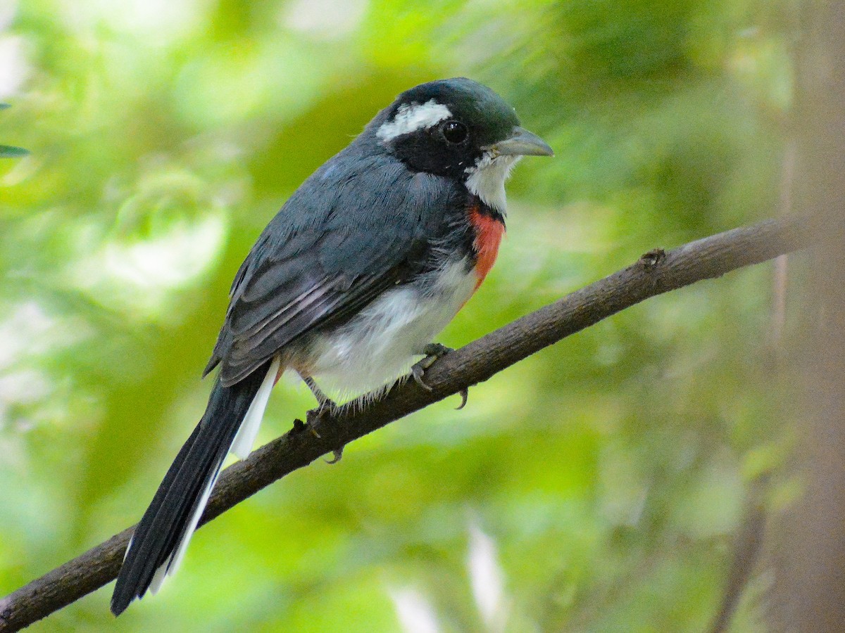 Red-breasted Chat - ML643571217