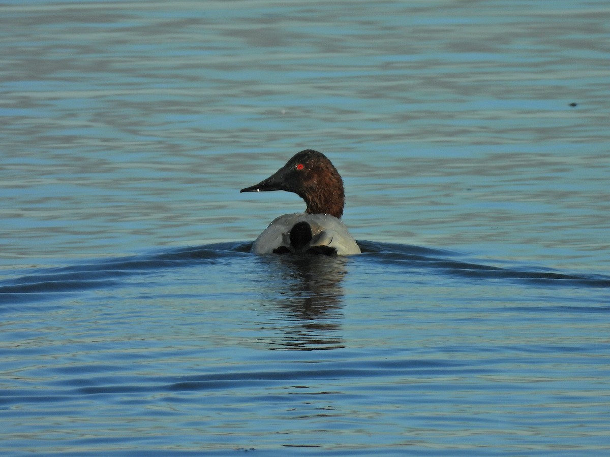 Canvasback - ML643571221